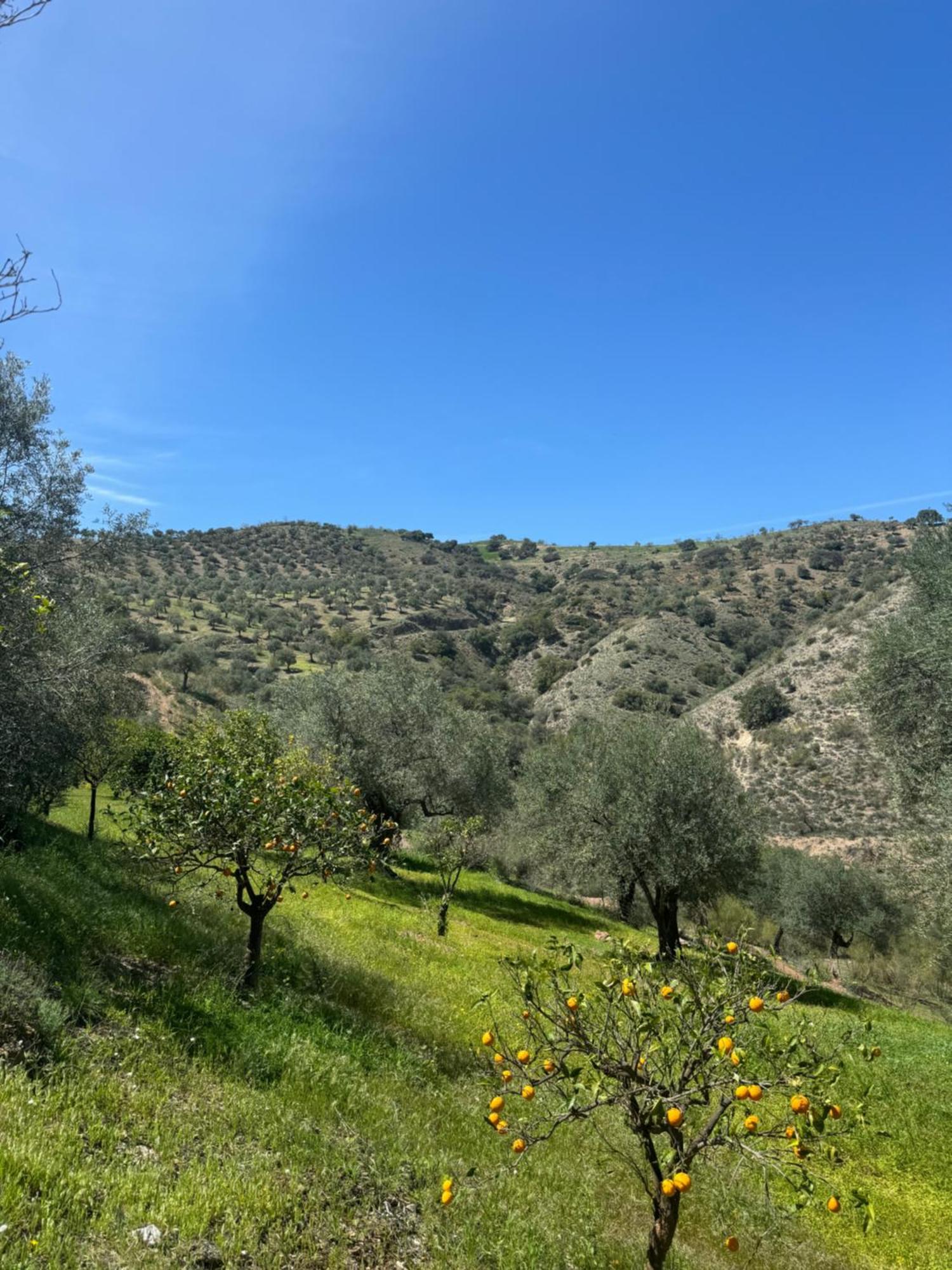Santa Teresa Bed & Breakfast Andalusien Pizarra Εξωτερικό φωτογραφία